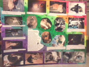 homemade collage of cat pictures