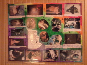 This is the cat collage I made for my dad.