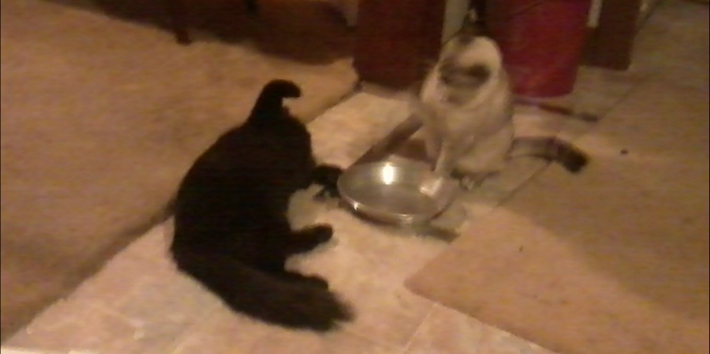 Blackie and Prinnie enjoying some catnip.