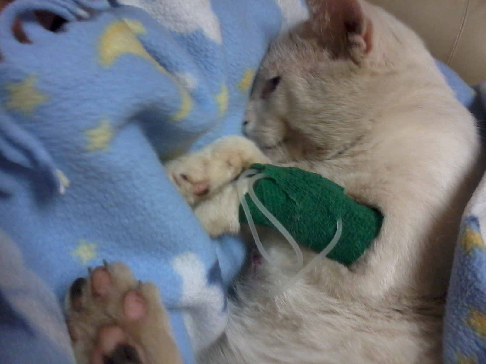 Swiper with the IV tube in his leg. The vet let me hold him while he passed away. He was such a brave little boy, and is missed and loved by all of us!