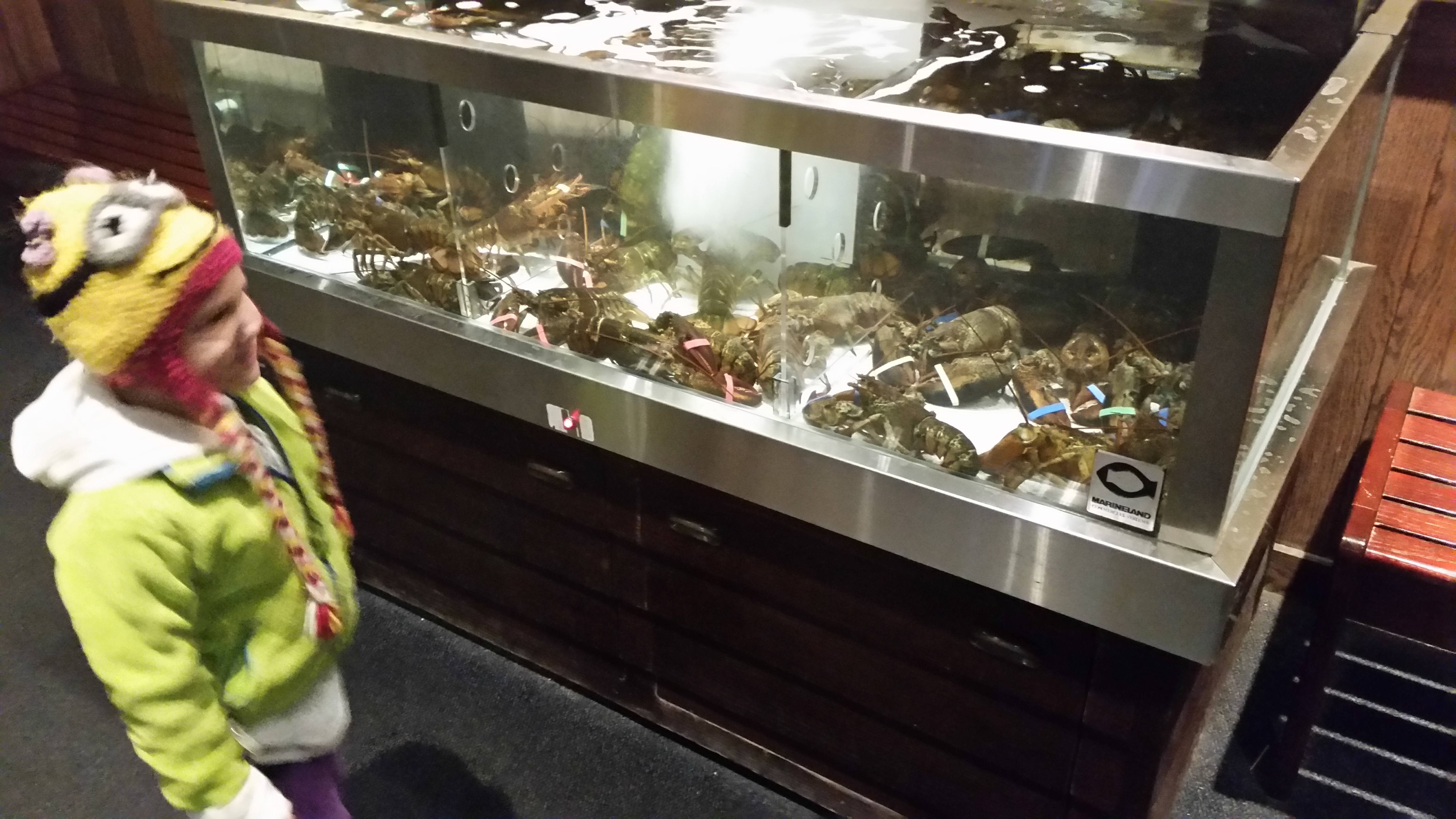 Sam looking at the live lobsters in the tank