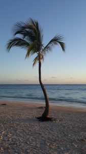 my favourite palm tree