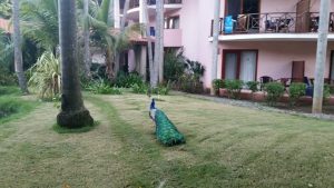 peacock on the grass at the Blau
